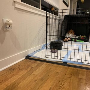 put adaptil calming diffuser near crate