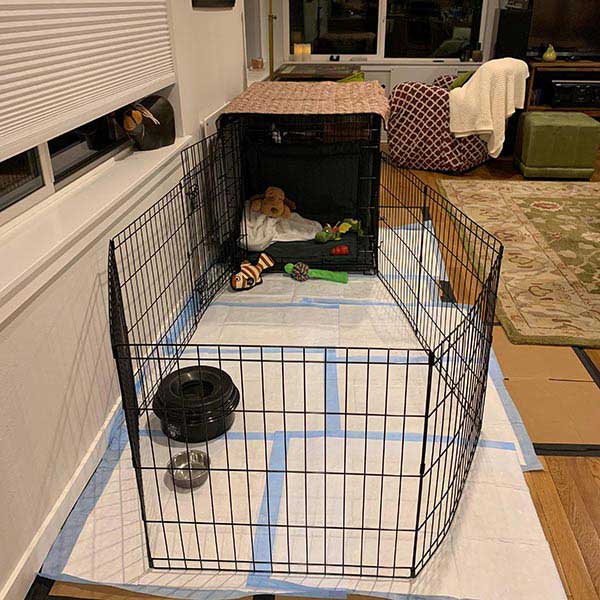 puppy in kennel at night
