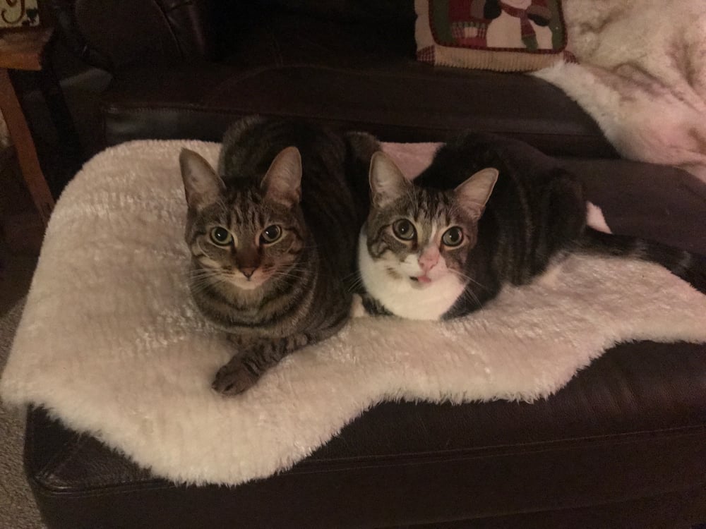 Why Are My Cats Fighting Suddenly? How to Get Your Cats to Like Each