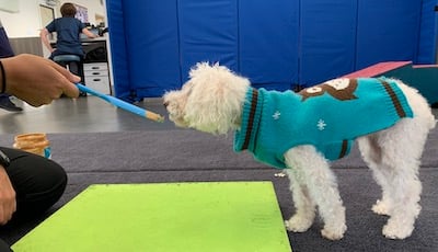Small-dog-sweater
