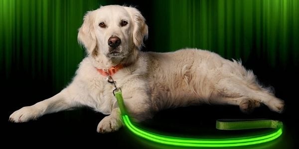 Illumiseen LED dog leash