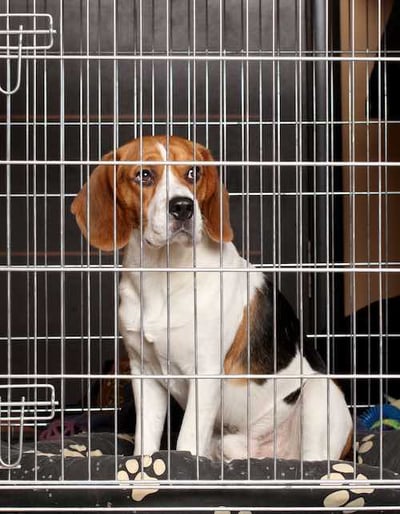 Beagle with intervertebral disc disease after surgery