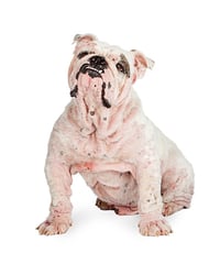 Bulldog with mange or demodex