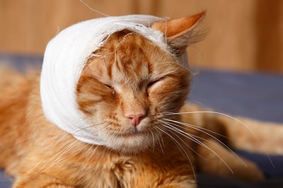 Gato con vendaje sobre la cabeza