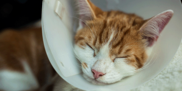 Cat wearing cone after surgery