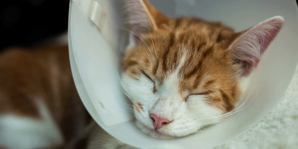 Gato usando un cono después de una cirugía