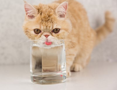 Cat drinking water from glass