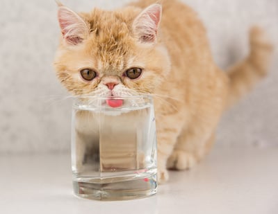 cat drinking from water glass