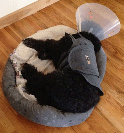 Dog wearing a cone with stress after surgery