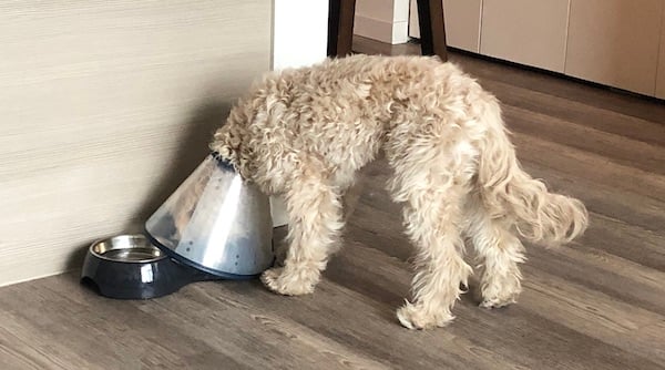 Perro comiendo con un cono