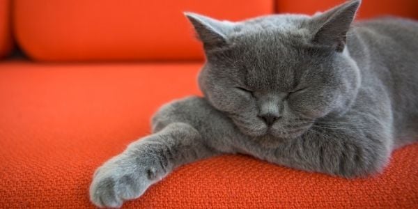 FeLV cat living comfortably