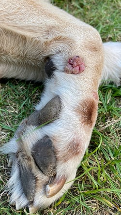 Tumores o nódulos en perros | Pet InfoRx