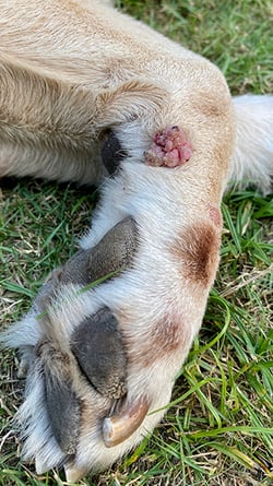 Verruga por papiloma en la piel de un perro