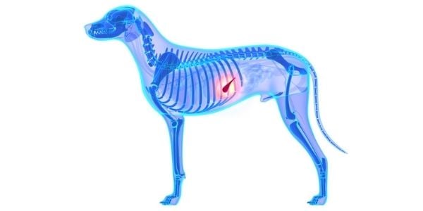x-ray of pancreas in a dog