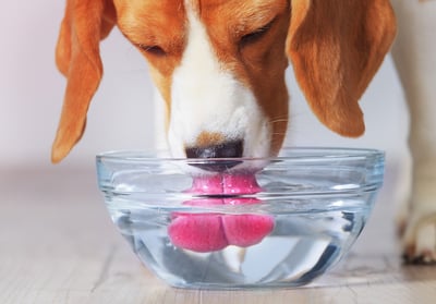 Perro beagle bebiendo agua