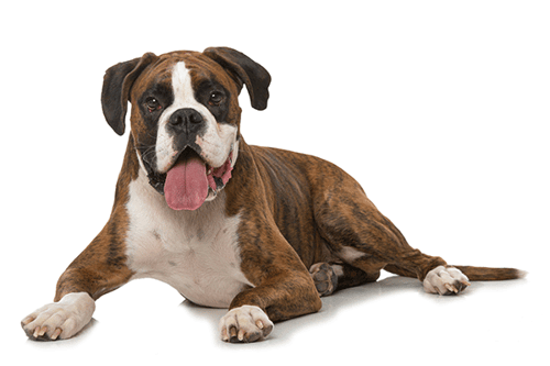 boxer lying down