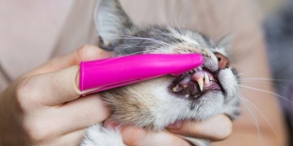 brushing cat teeth for good health