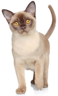 burmese cat walking