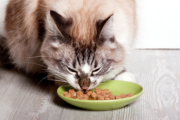 Gato comiendo alimento húmedo