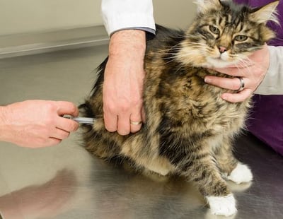 cat getting FeLV vaccination