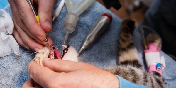cat getting a dental cleaning under anesthesia