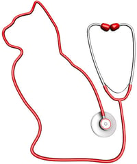 cat heart murmur detected with stethoscope