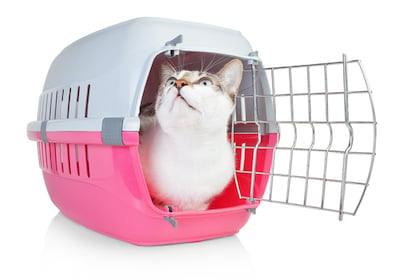 cat in carrier being adopted