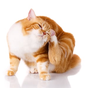 cat scratching behind ear