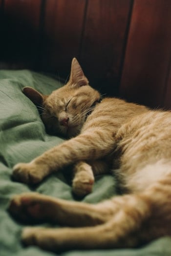cat sleeping after dental cleaning