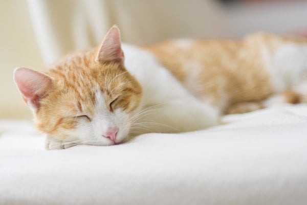 cat sleeping with heart murmur