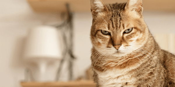 cat suffering from urinary obstruction
