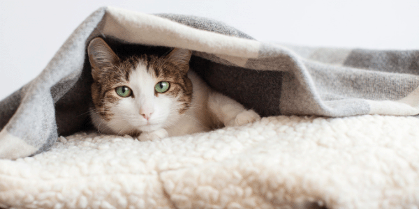 Gato con infección de las vías respiratorias altas descansando