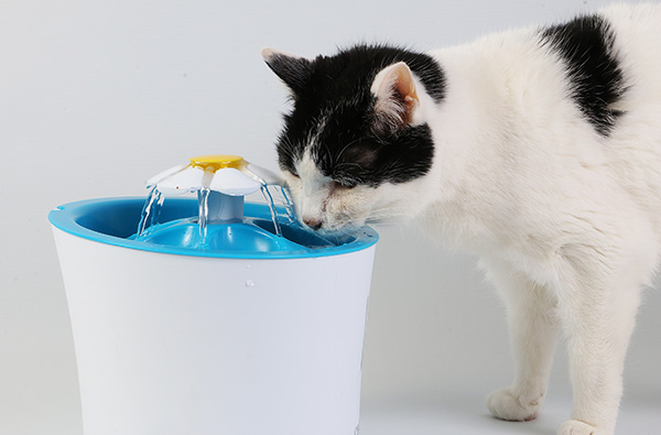 cat drinking from fountain