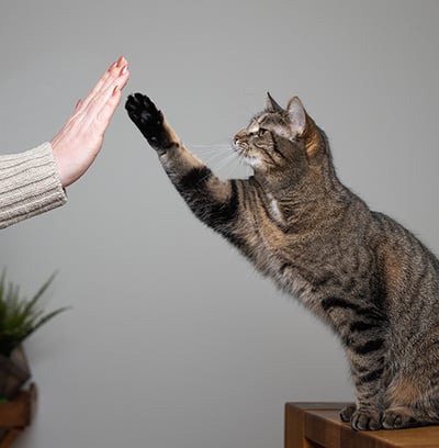 Gato haciendo ejercicio