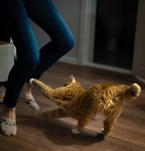 Gato jugando y ejercitándose