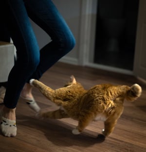 cat playing and getting exercise