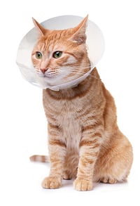 cat wearing a cone after surgery