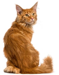 cat with kidney disease