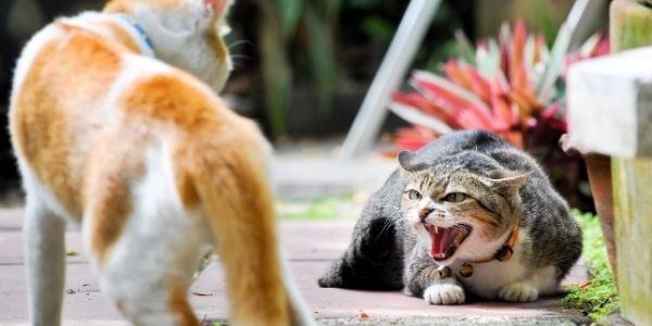 Gatos con el VIF peleando