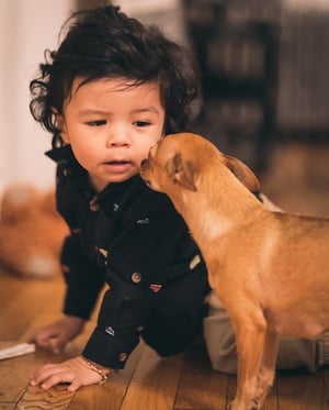 child crawling with chihuahua