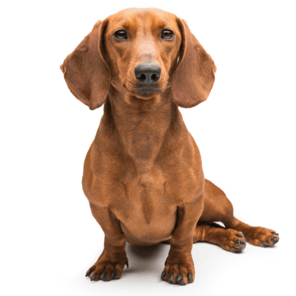 short haired dachshund sitting