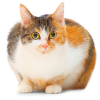diabetes cat petinforx