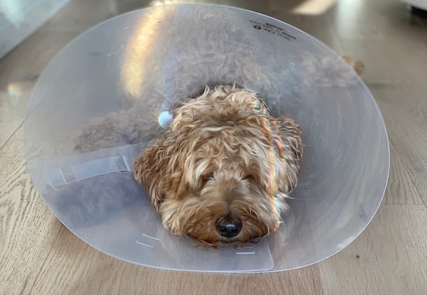 dog after surgery wearing a cone