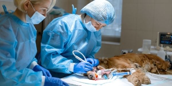 dog getting a dental cleaning under anesthesia