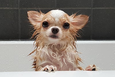 Perro con problemas de piel bañándose
