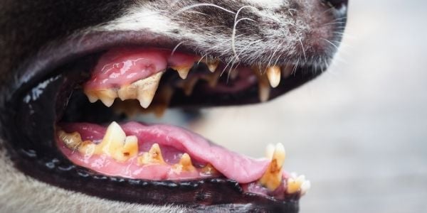 Perro con enfermedad periodontal