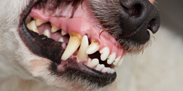 dog tartar and plaque buildup