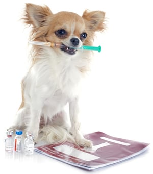 Vacunación de perros contra la rabia y leptospirosis