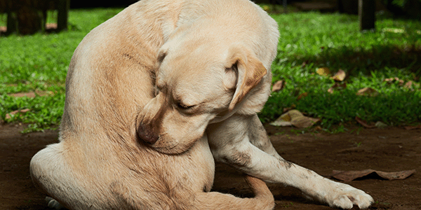 labrador retriever dog with food allergies