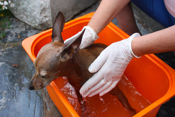 bathing dog using gloves